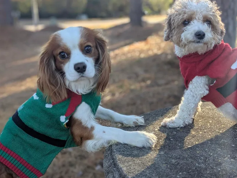 Crystal Coast Cavapoodles