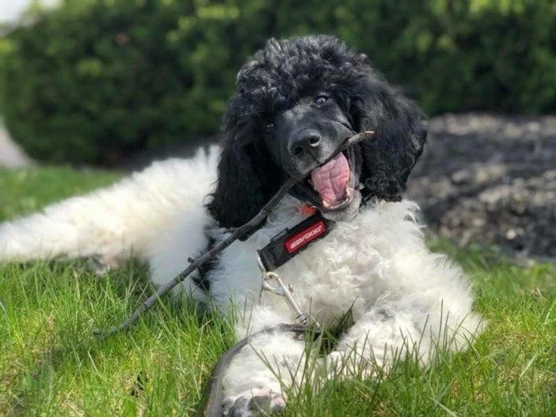 Crystal Creek Standard Poodles