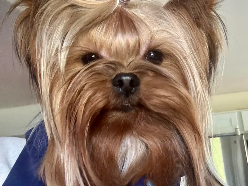 Crystal Garden Yorkies