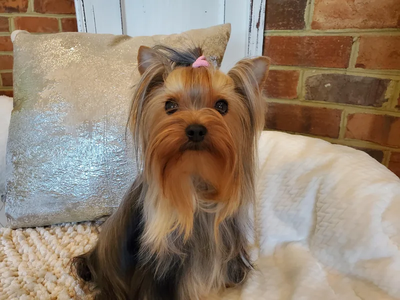 Crystal Palace Yorkies