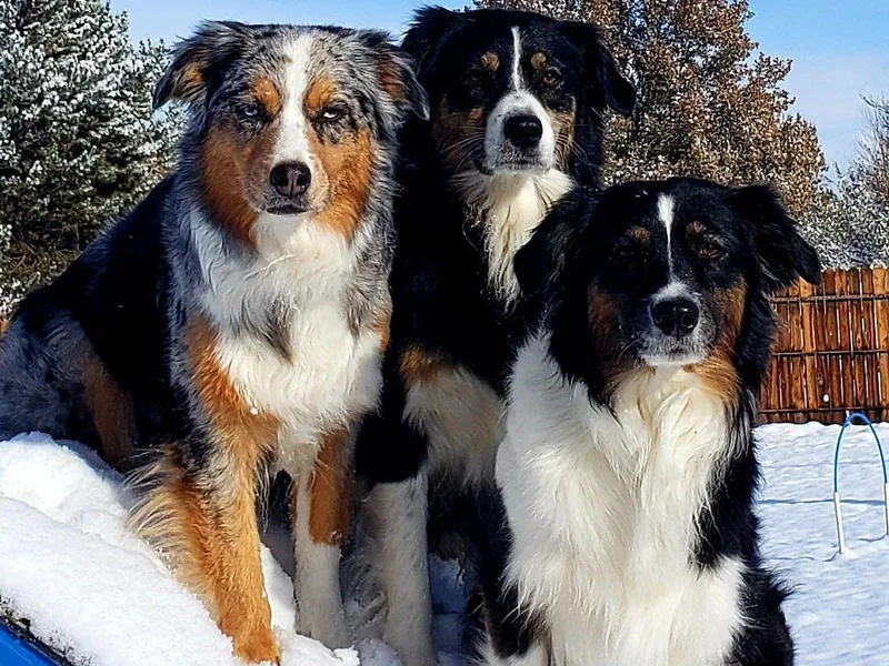 Crystal Peak Australian Shepherds