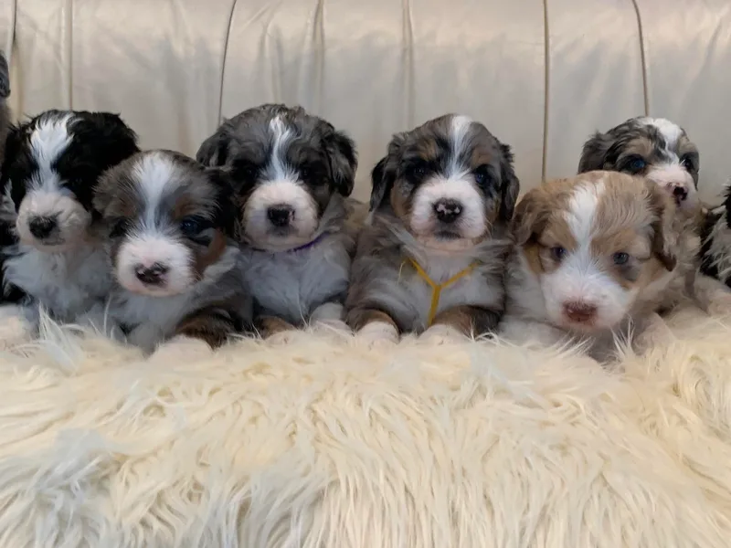 Crystal Ridge Doodles