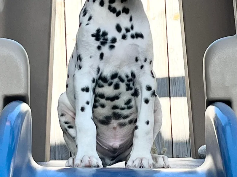 Crystal's Dalmatians