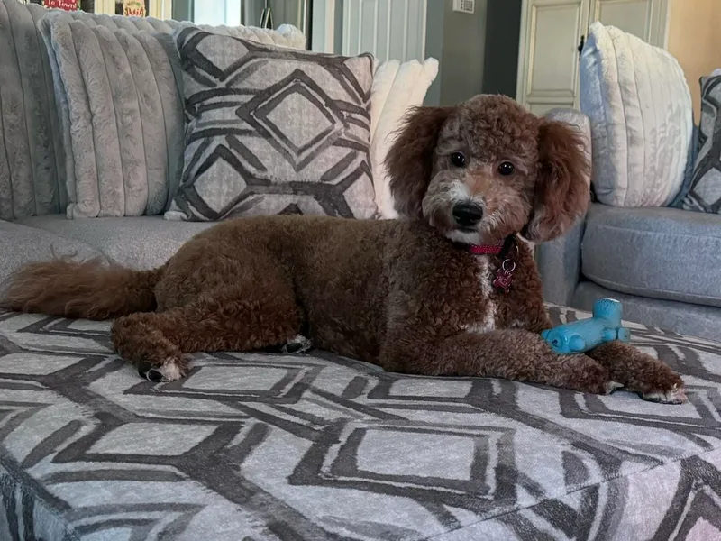 Crystal's Goldendoodles