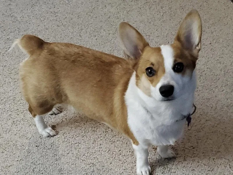 Crystal's Pembroke Welsh Corgis