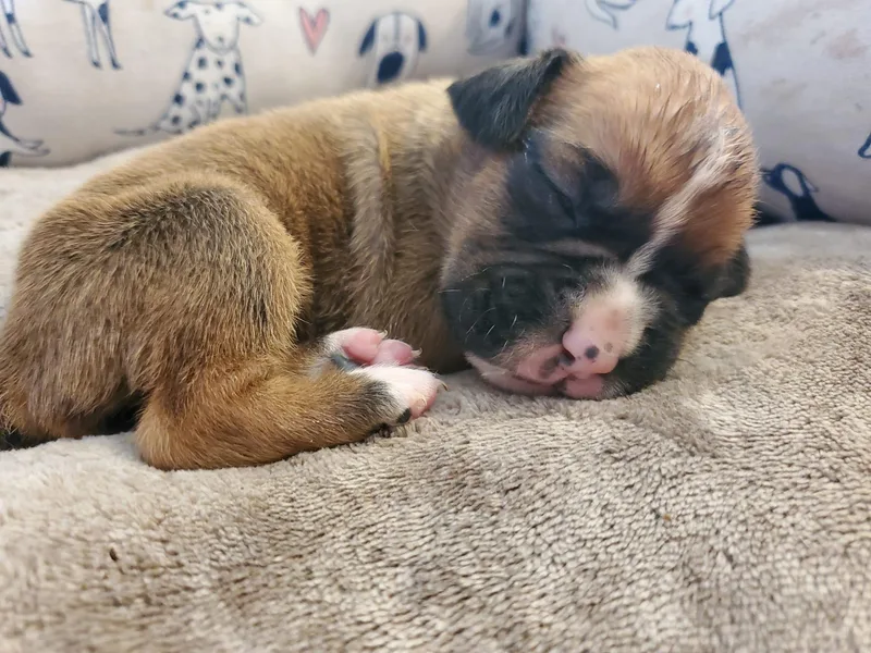 Crystal's Puppies