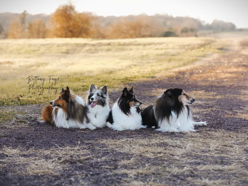 Crystal's Shelties