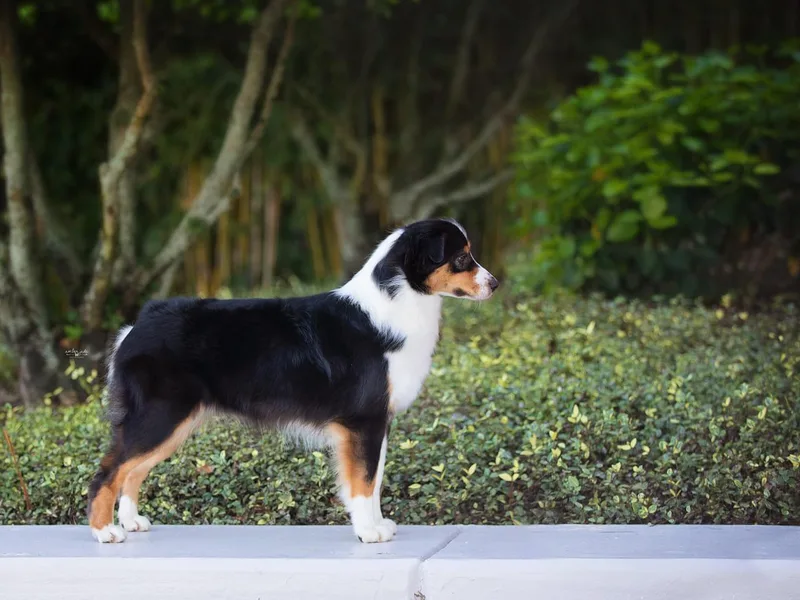 Crystal Winds Australian Shepherds