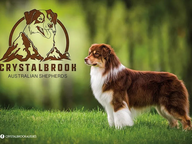Crystalbrook Aussies