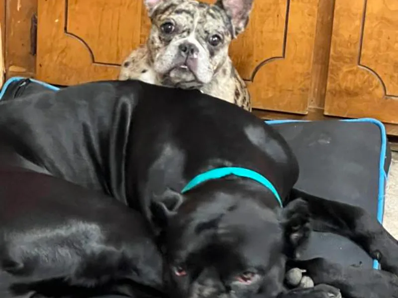 CS Cane Corso and Frenchies