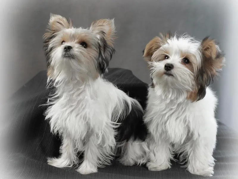 CT Fuzzy Bugs - Biewer Terriers
