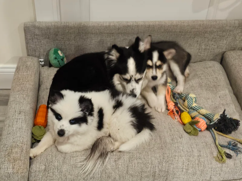 CT Pomsky Palace LLC