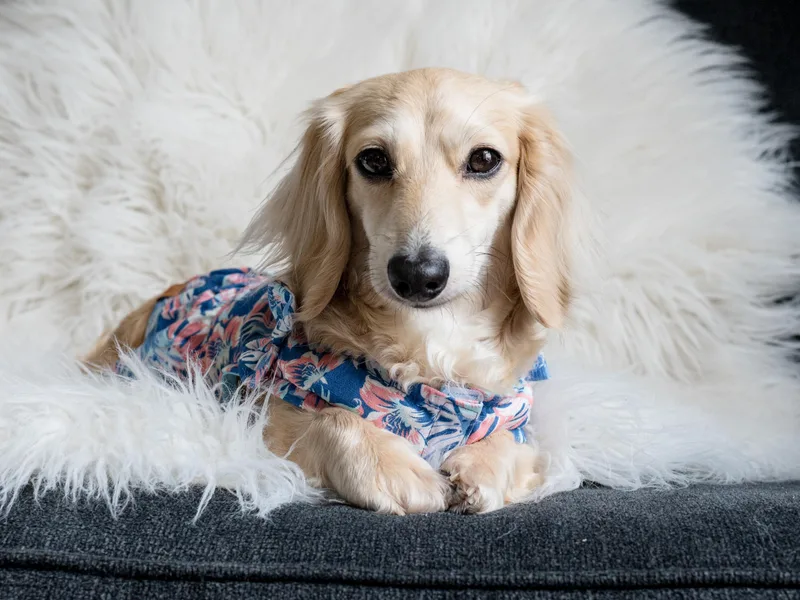 CTX Doxies photo 1