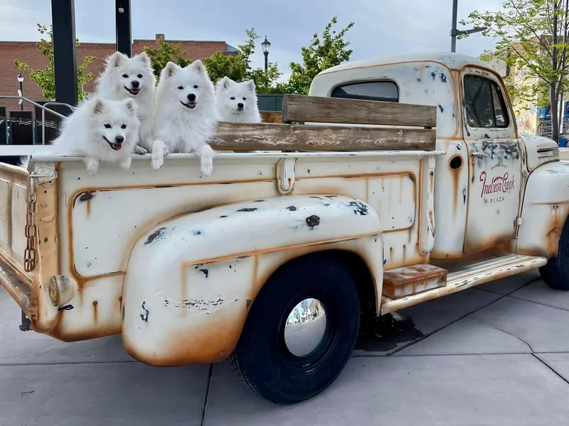 Cu Alainn American Eskimo Dogs