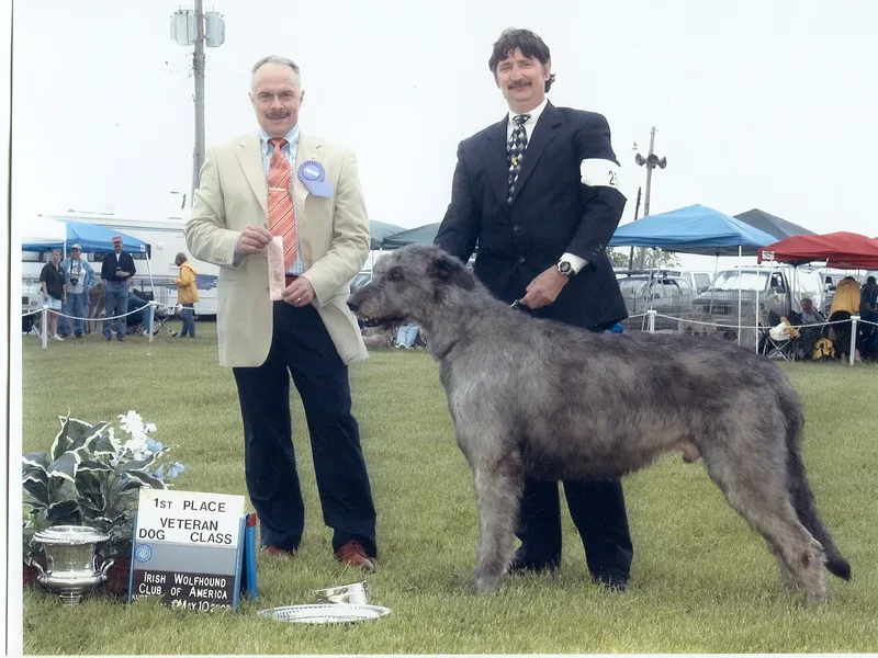 Cu Caiseal Irish Wolfhounds