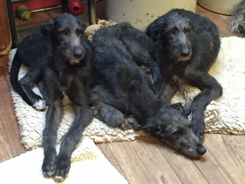 Cu Liath Deerhounds &amp; Whippets photo 1