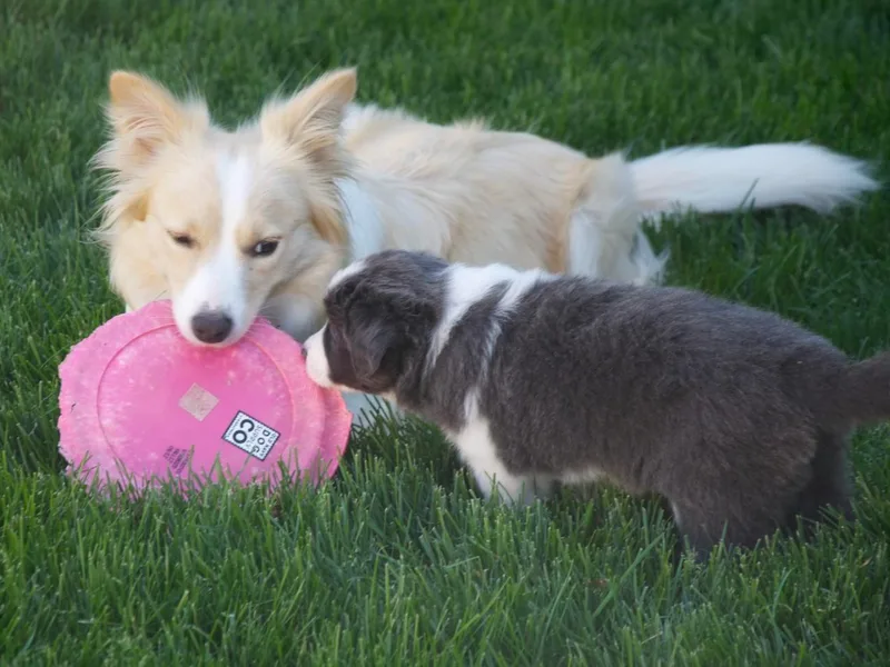 Cu Reabtha Border Collies