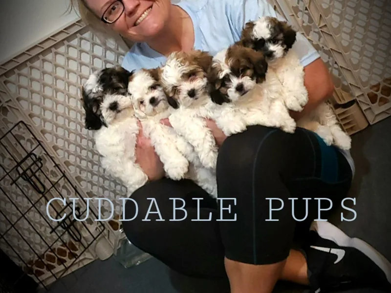 Cuddable Pups