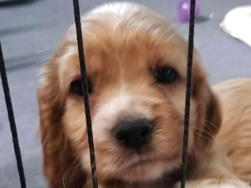 Cuddle Bug's Cocker Spanielss