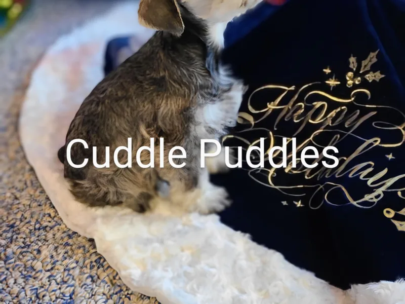 Cuddle Puddles Schnauzers