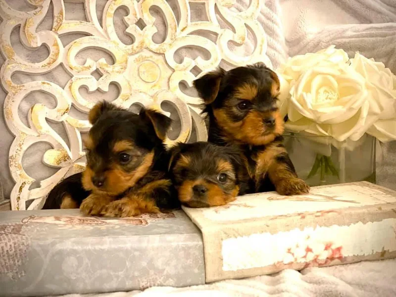 Cuddle Wind Yorkies