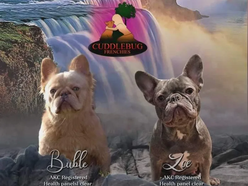 Cuddlebug Frenchies photo 1