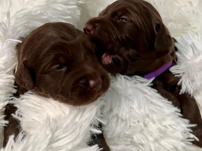 Cuddles and Curls - NC Doodles