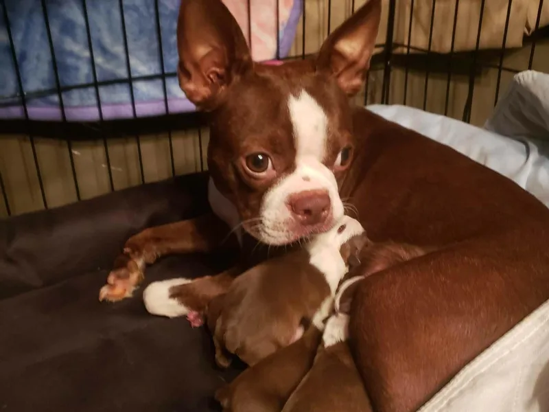 Cuddles and Licks Boston Babes