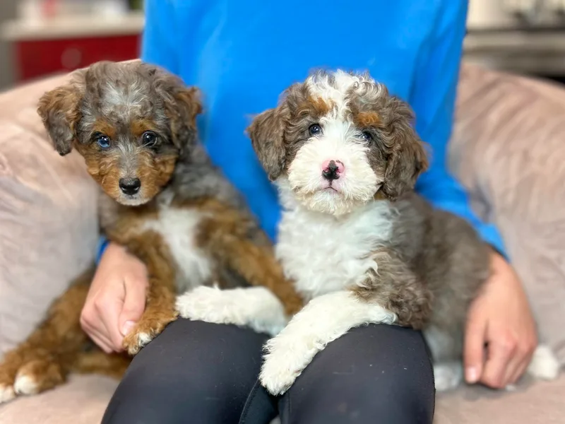 Cuddly Companion Doodles