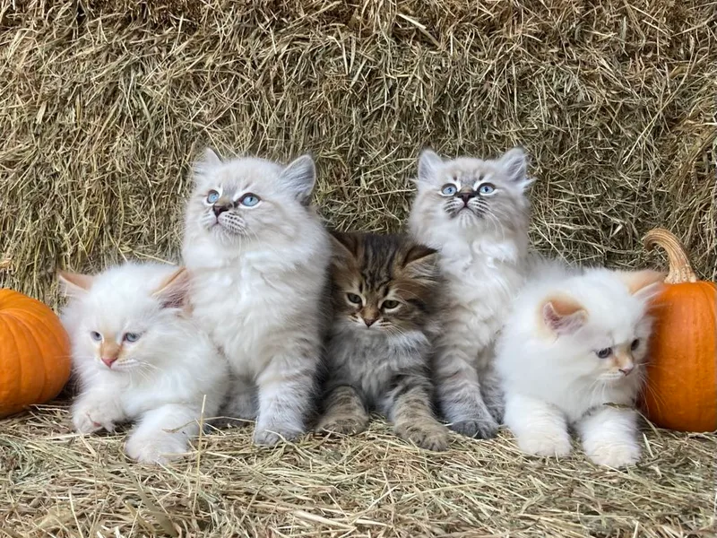 CuddlySiberians