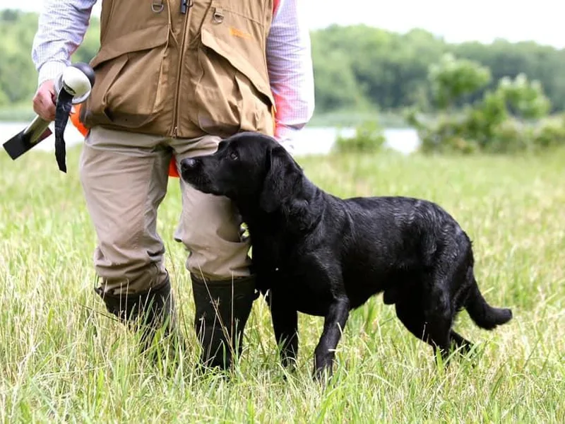 Cuileann Labradors Ireland