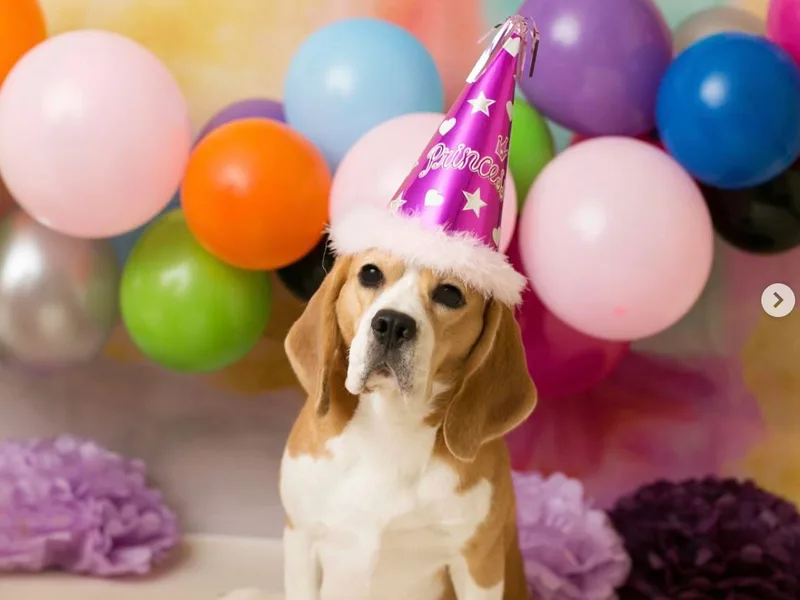 Culben Creek Beagles