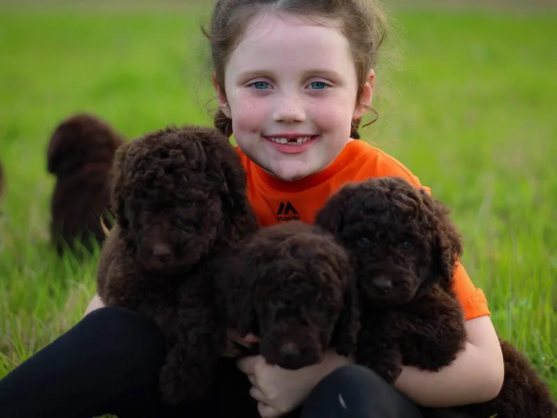 Cullens Classic Poodles