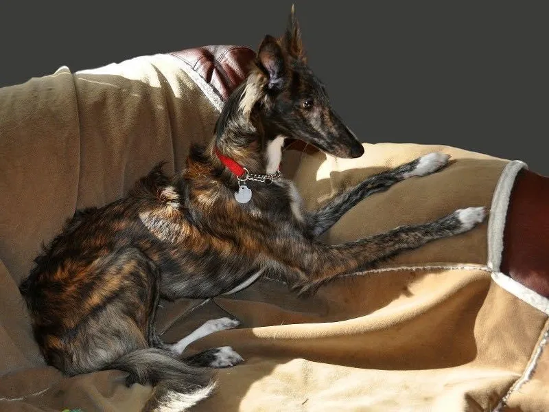 Cullison Silken Windhounds photo 1