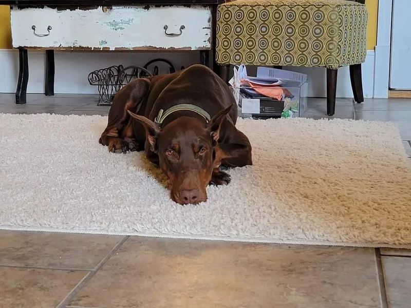 Cumplido Dobermans
