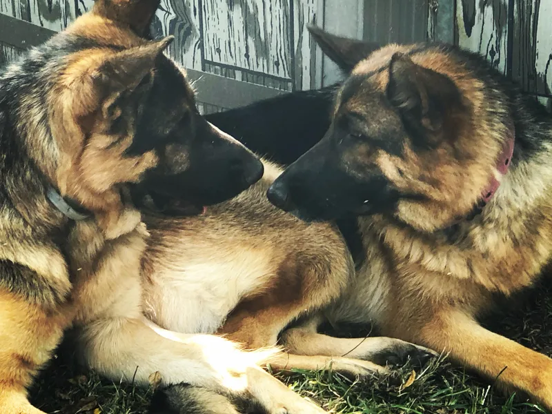 Cunningham German Shepherds, LLC