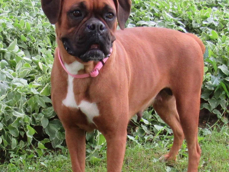 Cunningham's Cuddly Canines