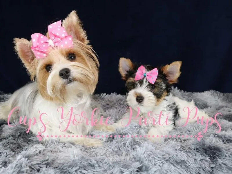 Cup's Yorkie Parti Pups