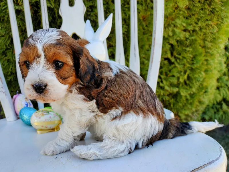 Cupcake Cavaliers and Cavapoos