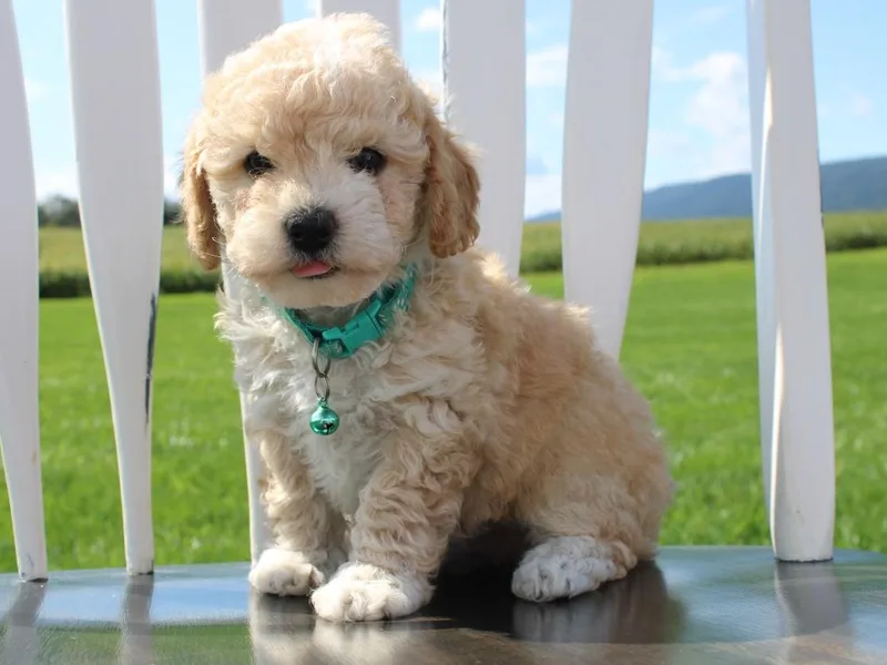 Curls &amp; Paws Canines