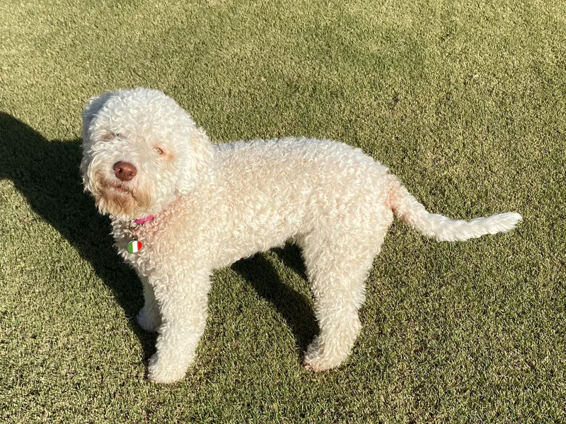 Curly Acres Lagotto Romagnolo