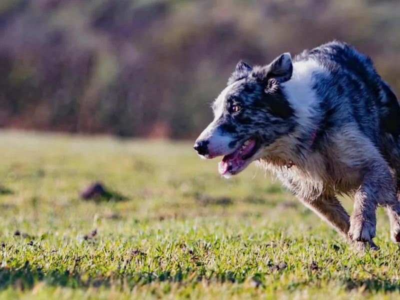 Curly Collies