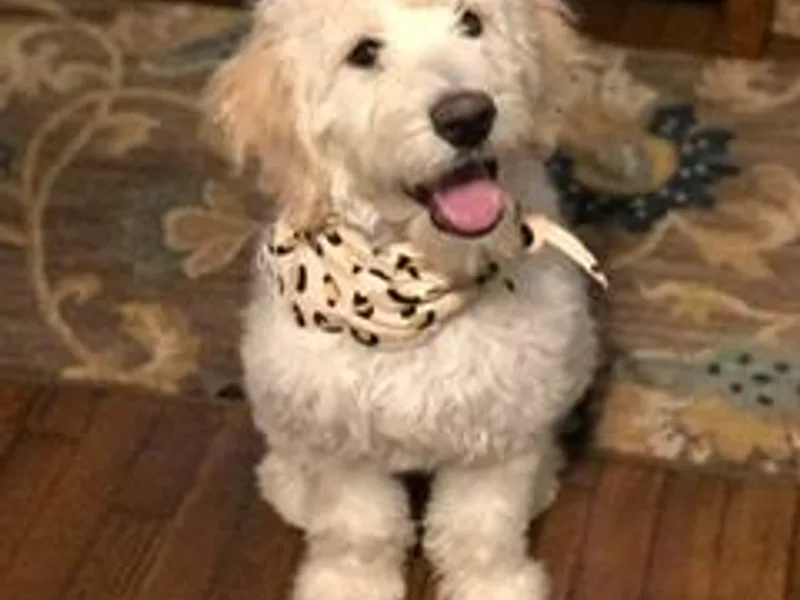 Curly Hollow Doodles