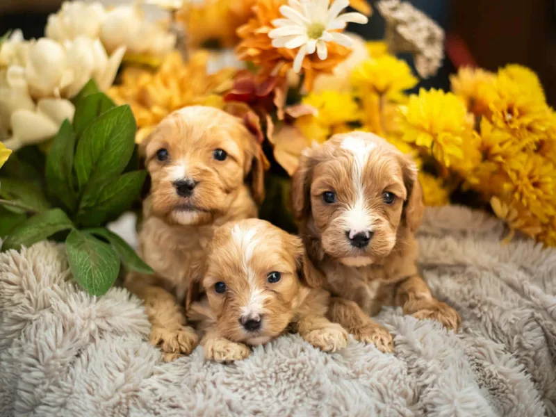 Curly Q Cavapoos