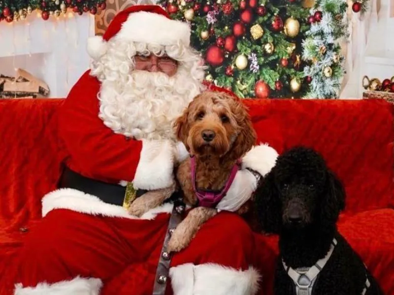 Curly Q Doo’s PoodleIshes Poo’s