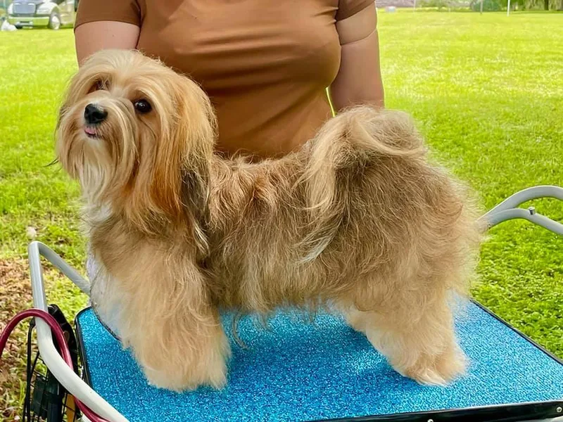 Curly Que Standard Poodles and Havanese