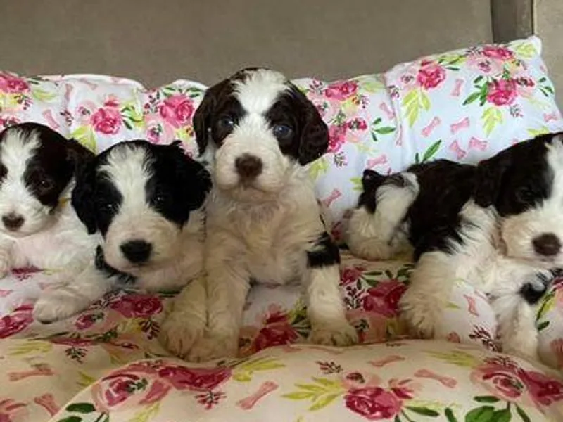 Curly Top Kennels
