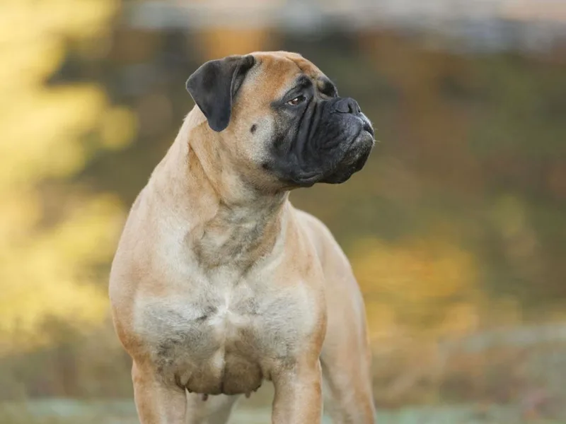 Curnwood’s Bullmastiff’s