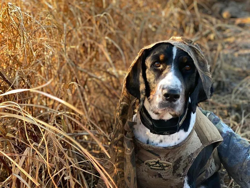 Currahee Fields Springers