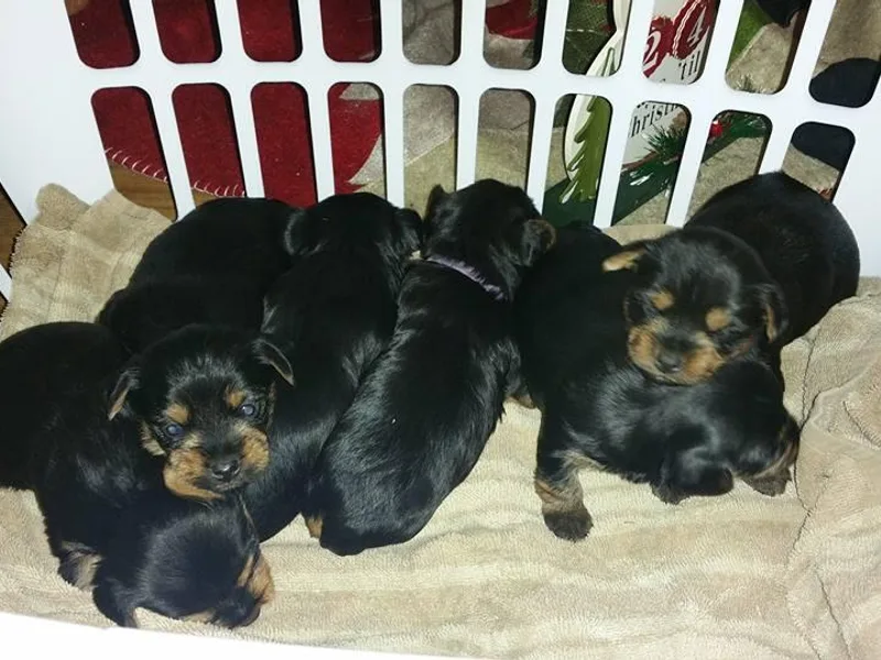 Current River Kennels